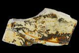 Dendrites On Limestone - Utah #134818-2